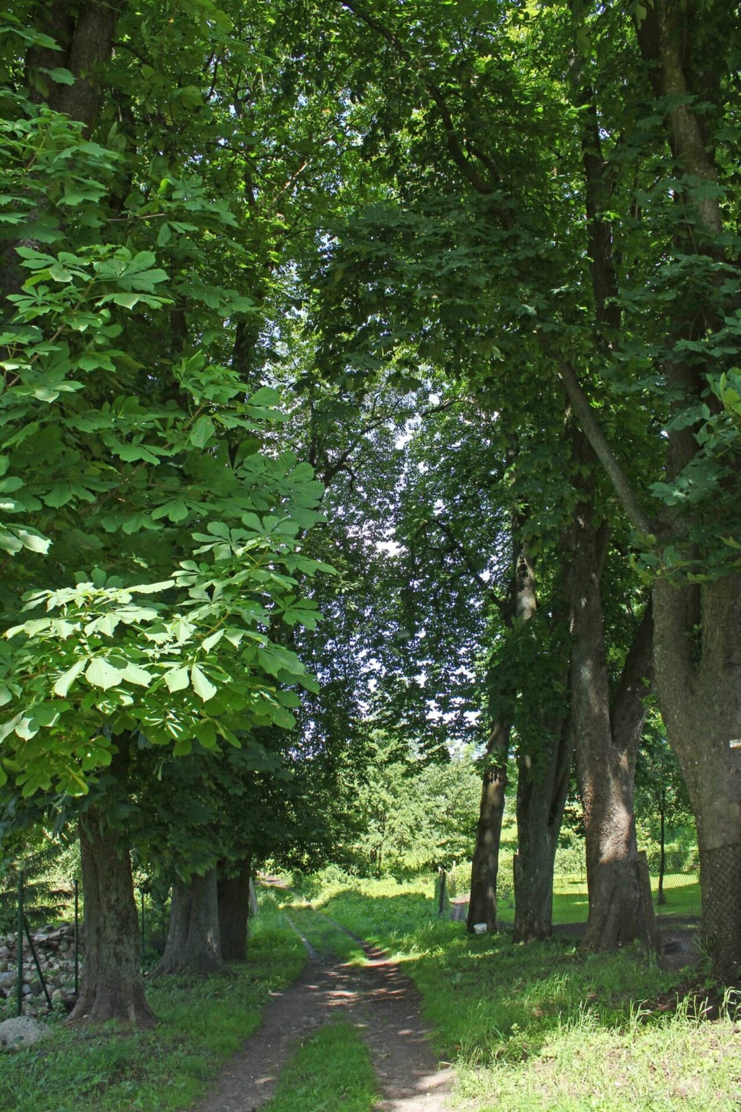 Park dworski w Wilczkowie