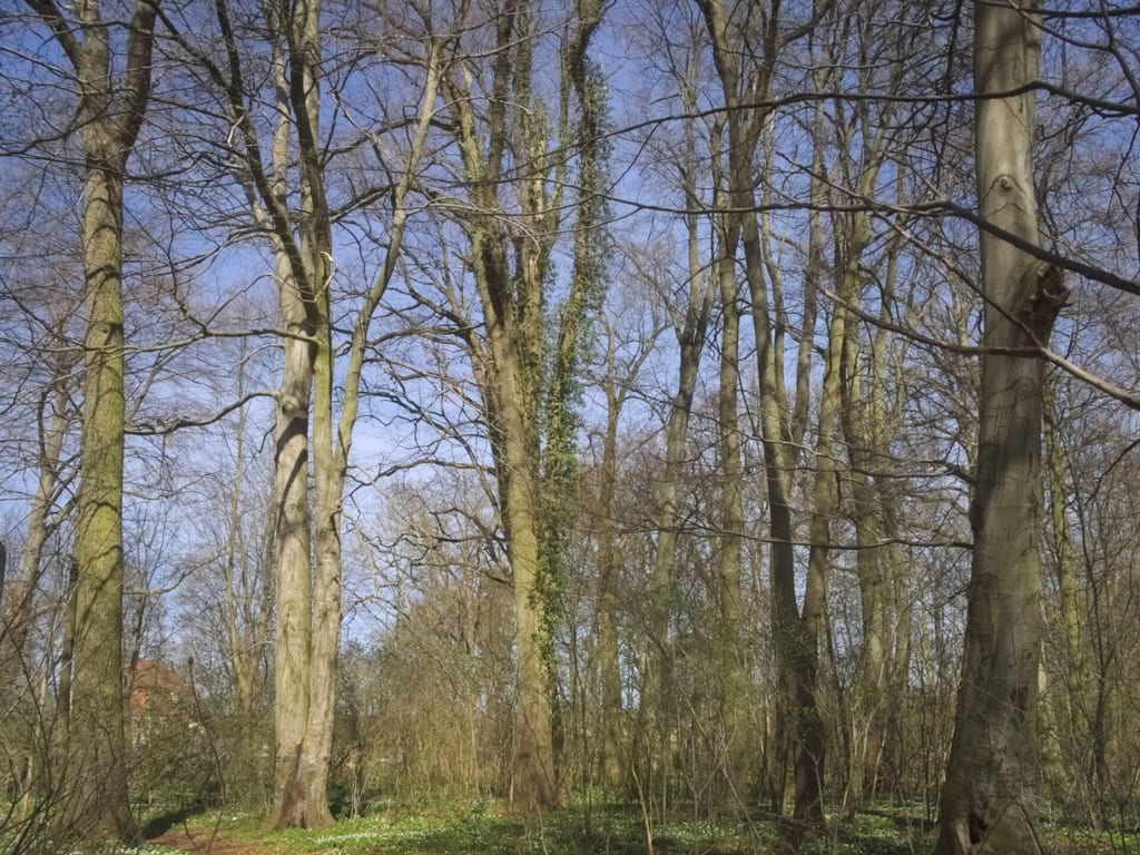 Park dworski w Sulechówku