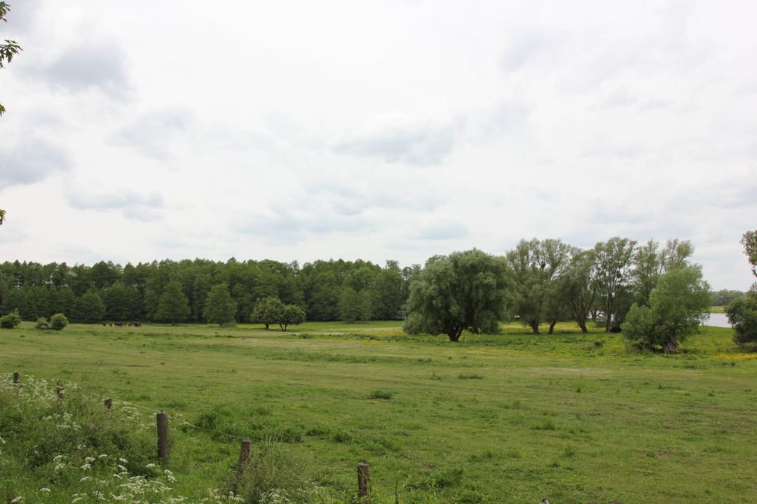 Park dworski w Raduniu