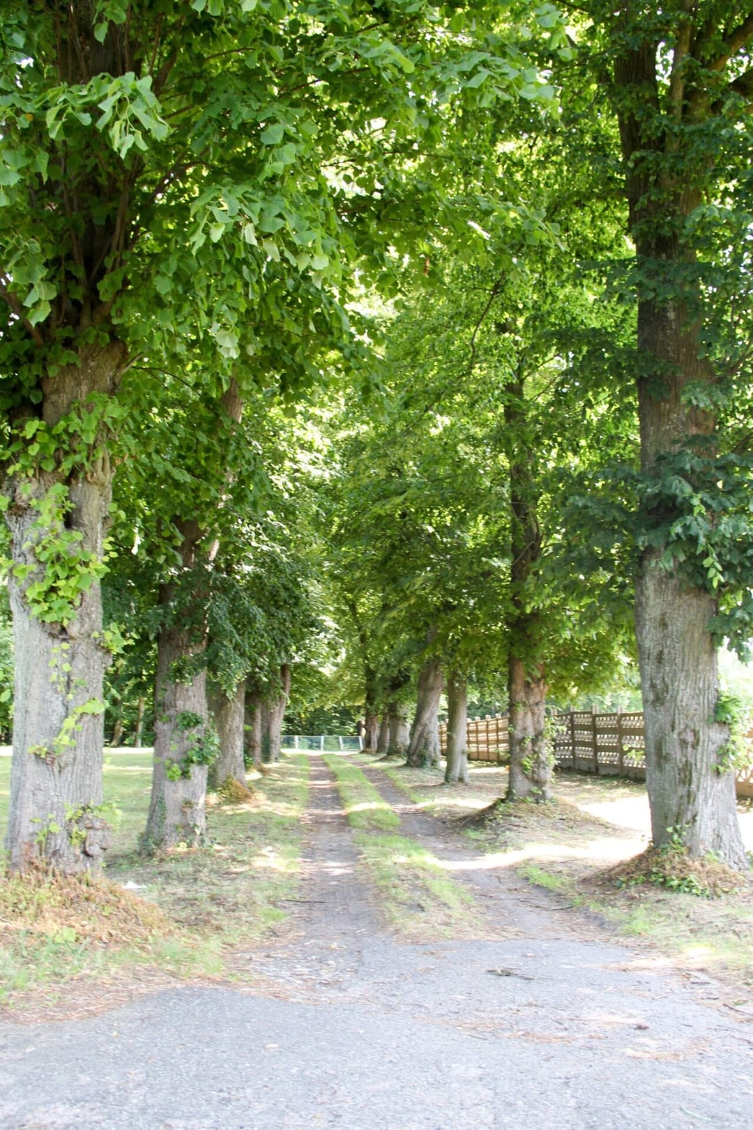 Park dworski w Benicach