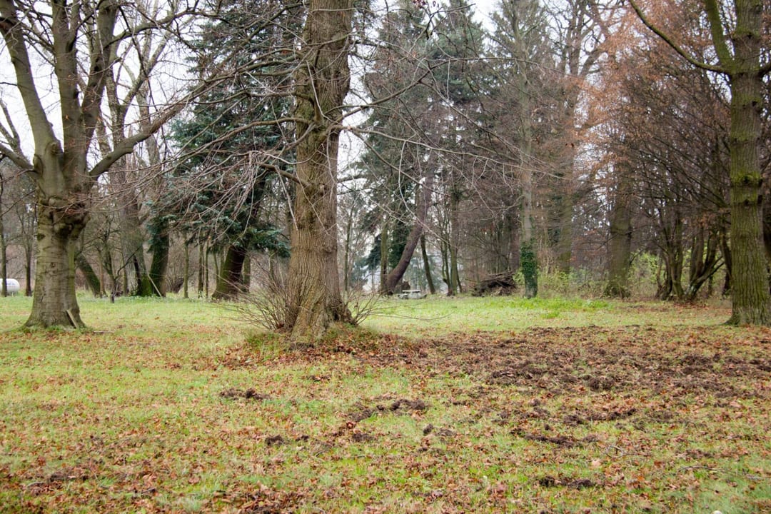 Park dworski w Gadomiu