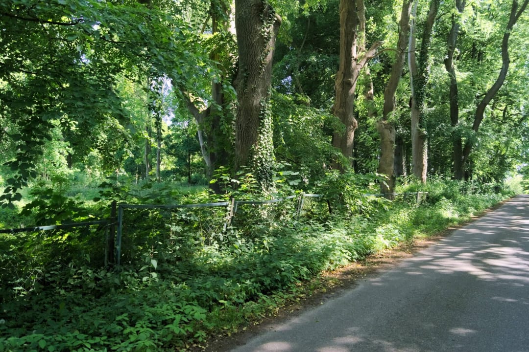 Park dworski koło Postominowa