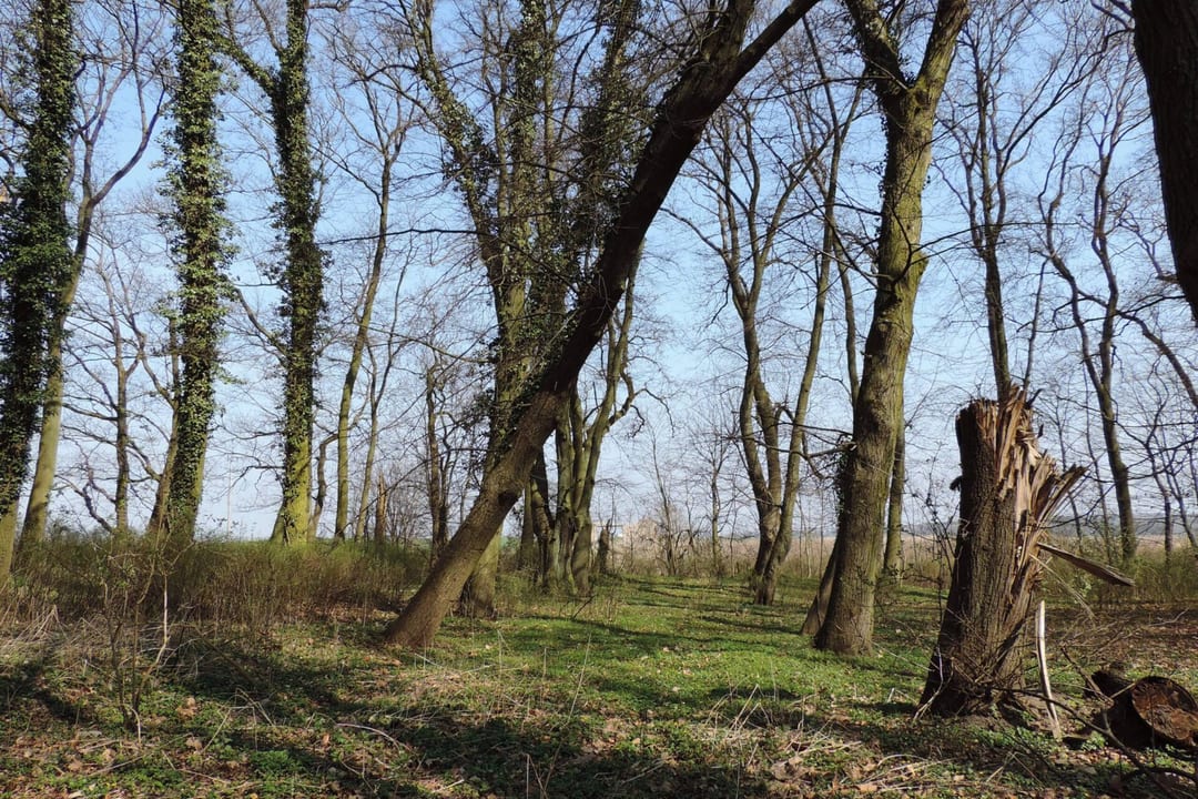 Park dworski w Skarbimierzycach
