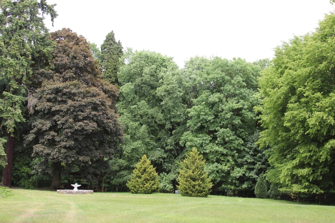 Park dworski w Kuropatnikach