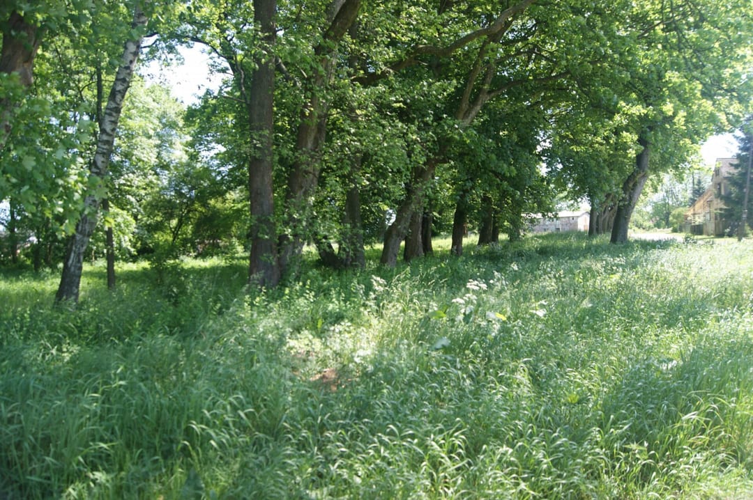 Park dworski w Żółtnicy