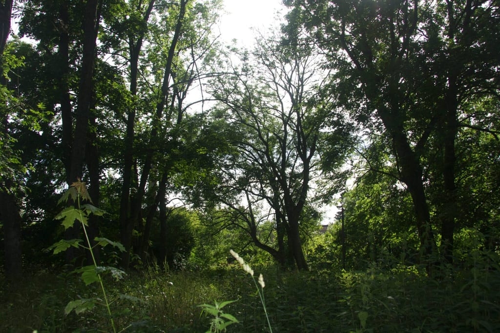 Park dworski w Koziej Górze