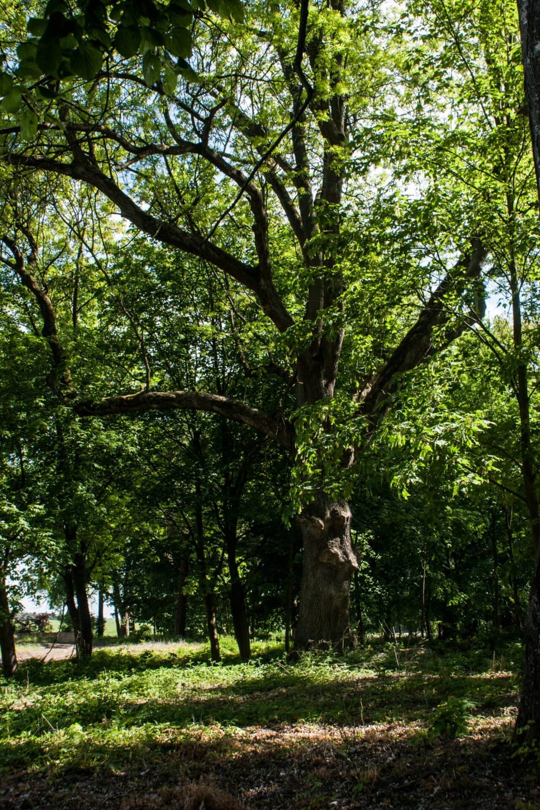 Park dworski w Nadarzynie