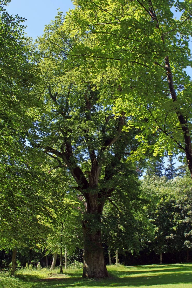 Dąb szypułkowy w Lekowie