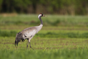 Kraanvogel, Common Crane, Grus grus