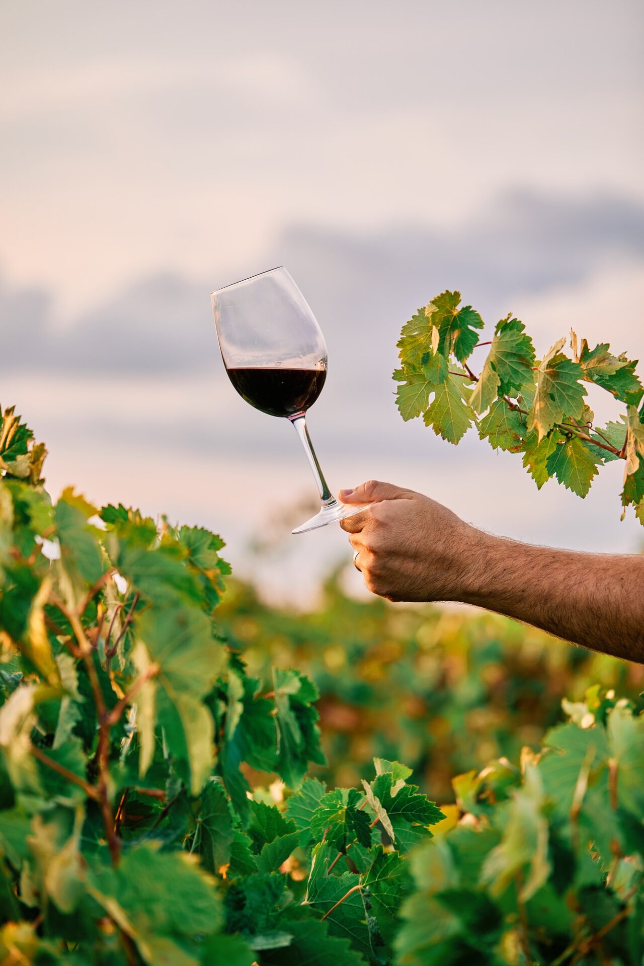 vertical shot person holding glass wine vineyard sunlight