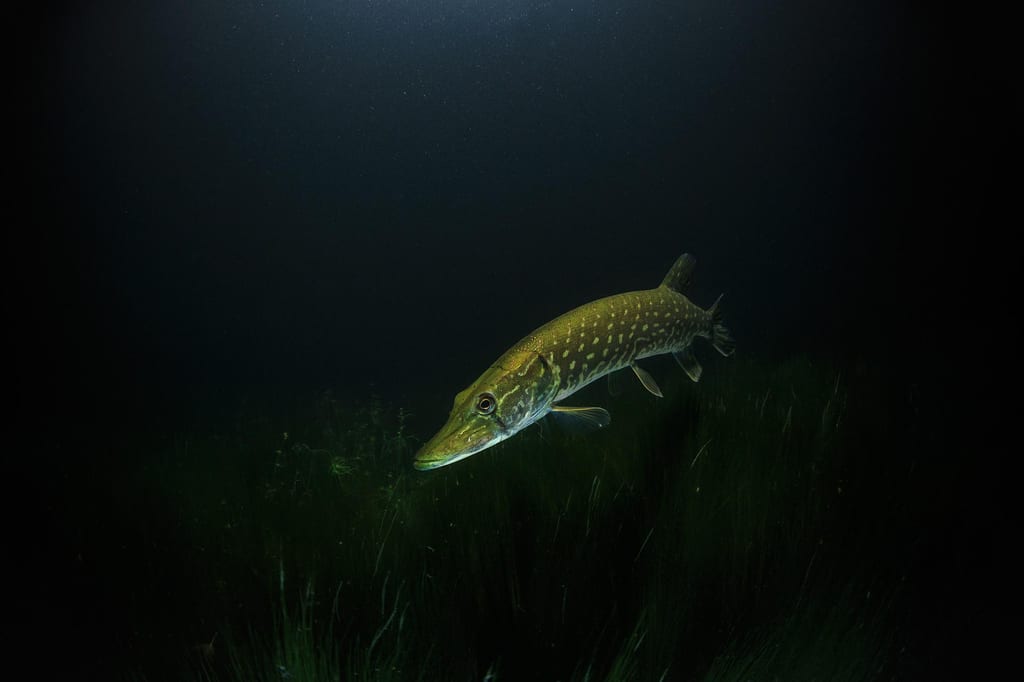 Szczupak