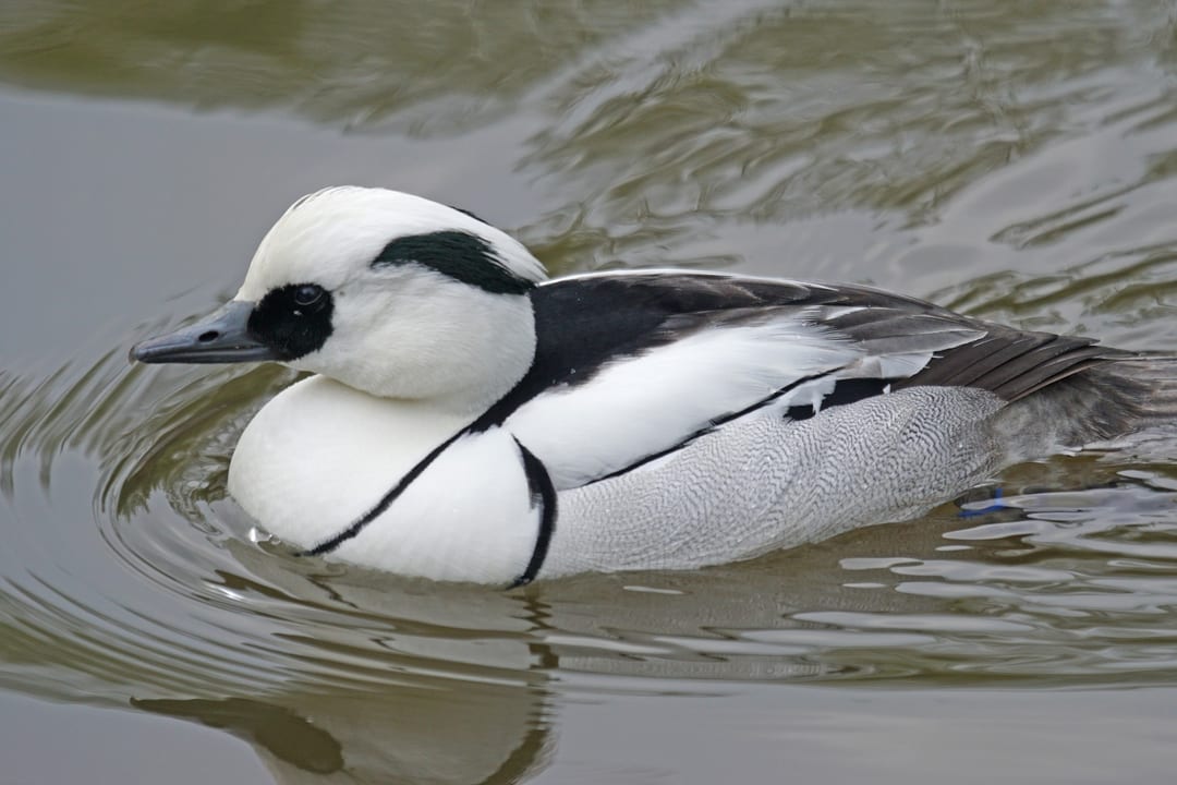 Bielaczek
