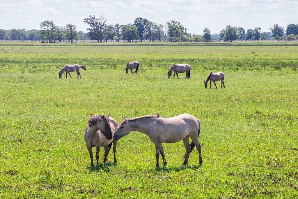 Konik polski