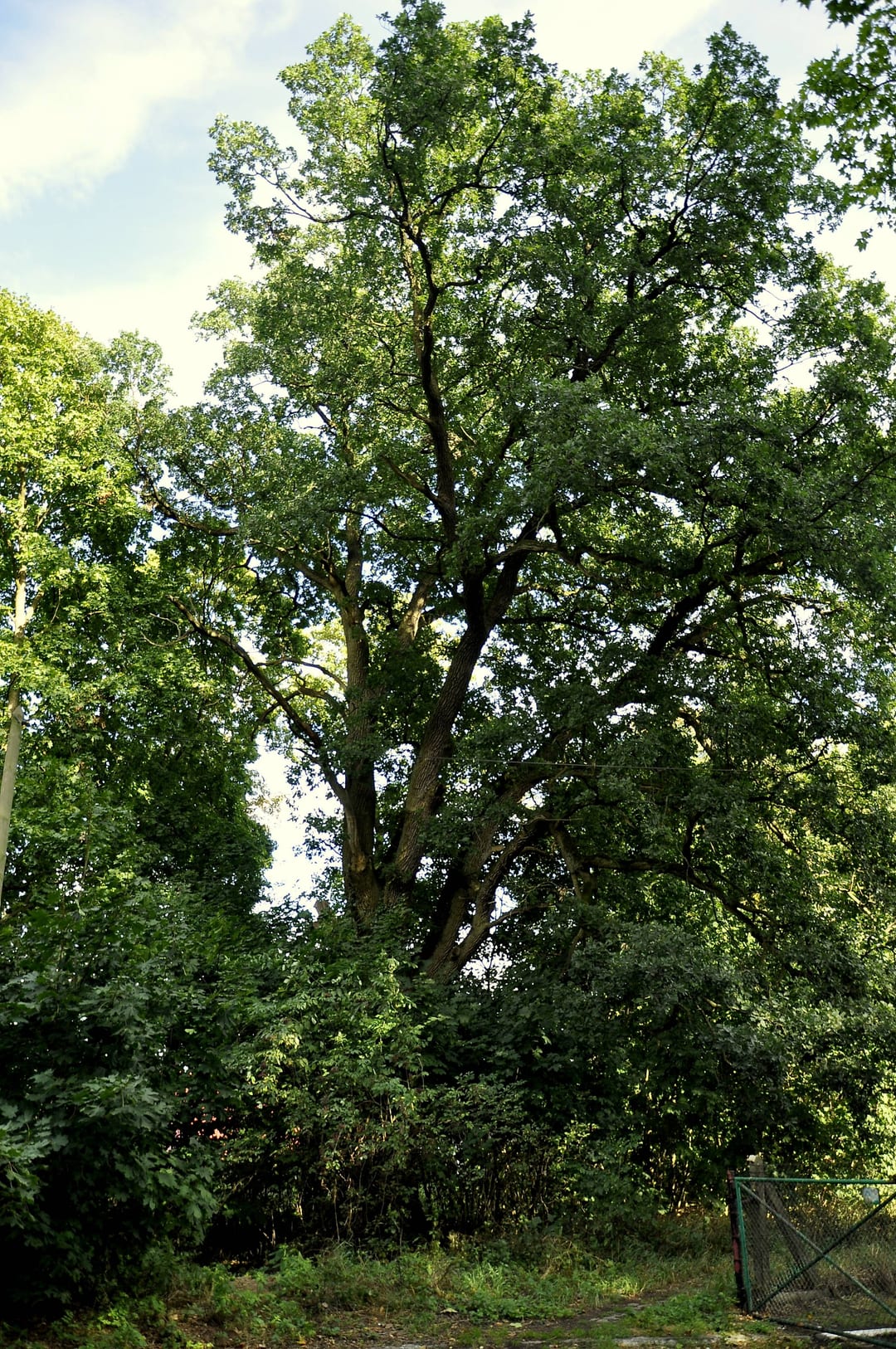 Dąb bezszypułkowy