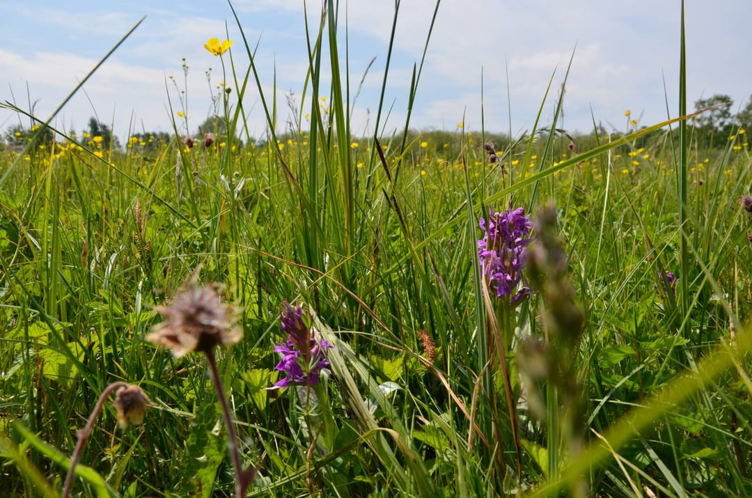 Park Feldberg Meadow