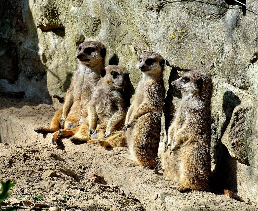 Rodzinny park zwierząt Wolgast