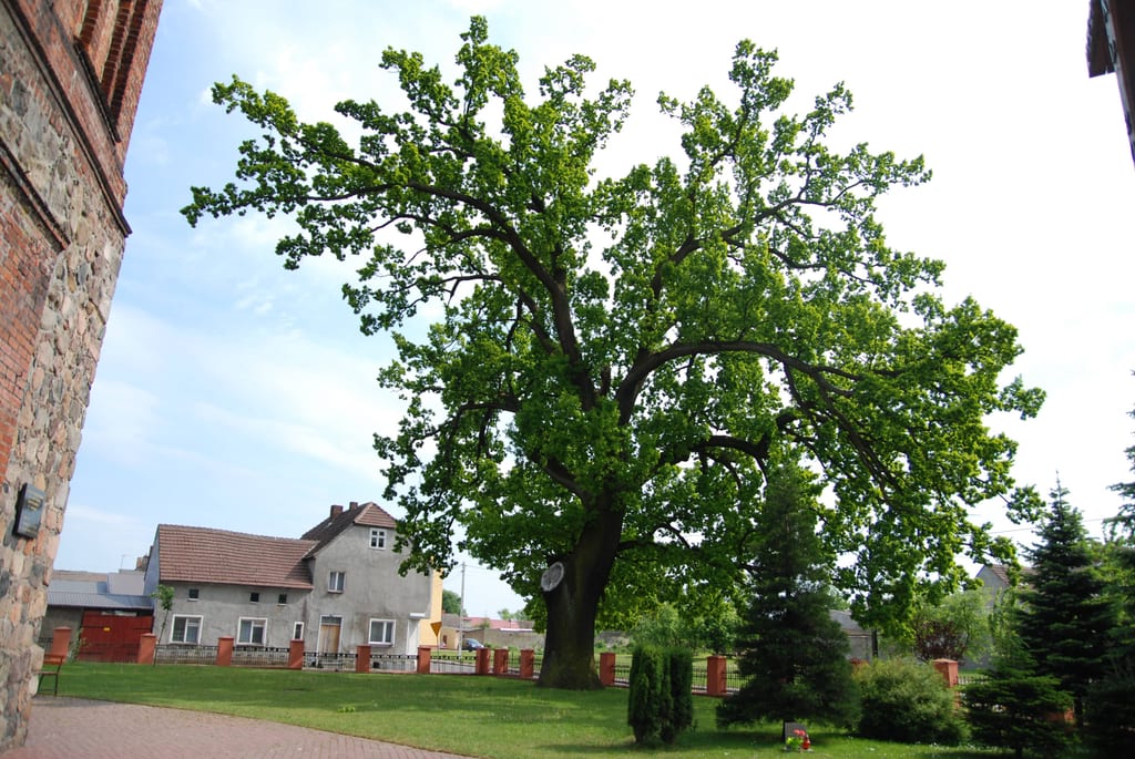Dąb szypułkowy