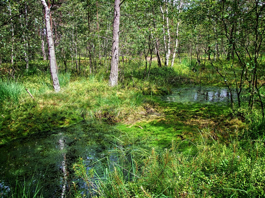Rezerwat Torfowisko Toporzyk