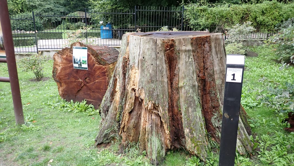 Ogród Dendrologiczny w Glinnej