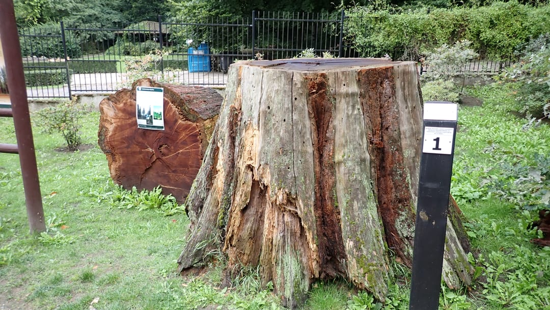 Ogród Dendrologiczny w Glinnej