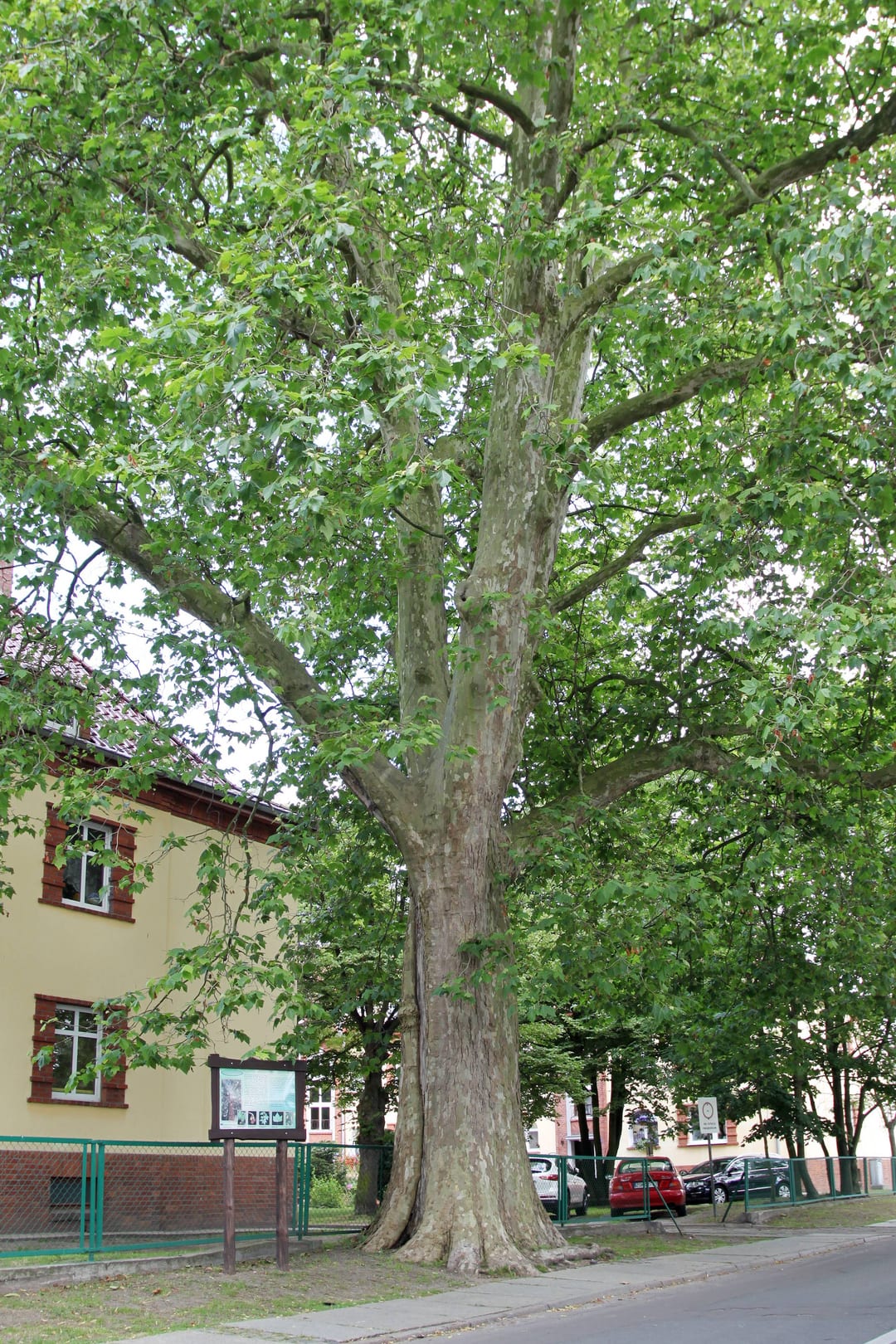 Platan klonolistny