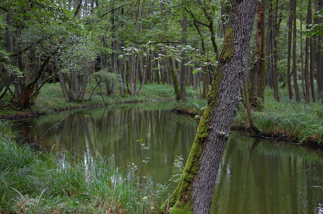Płociczna