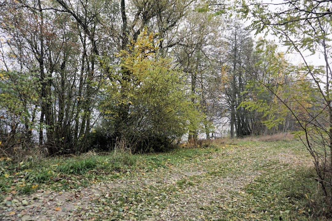 Chmiel Duży