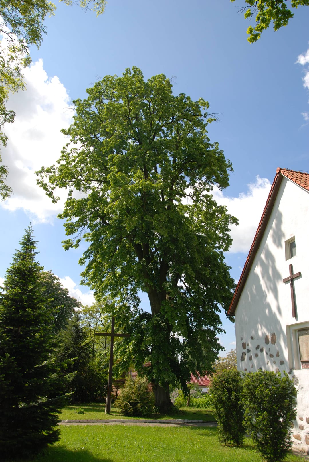 Danowskie Dęby