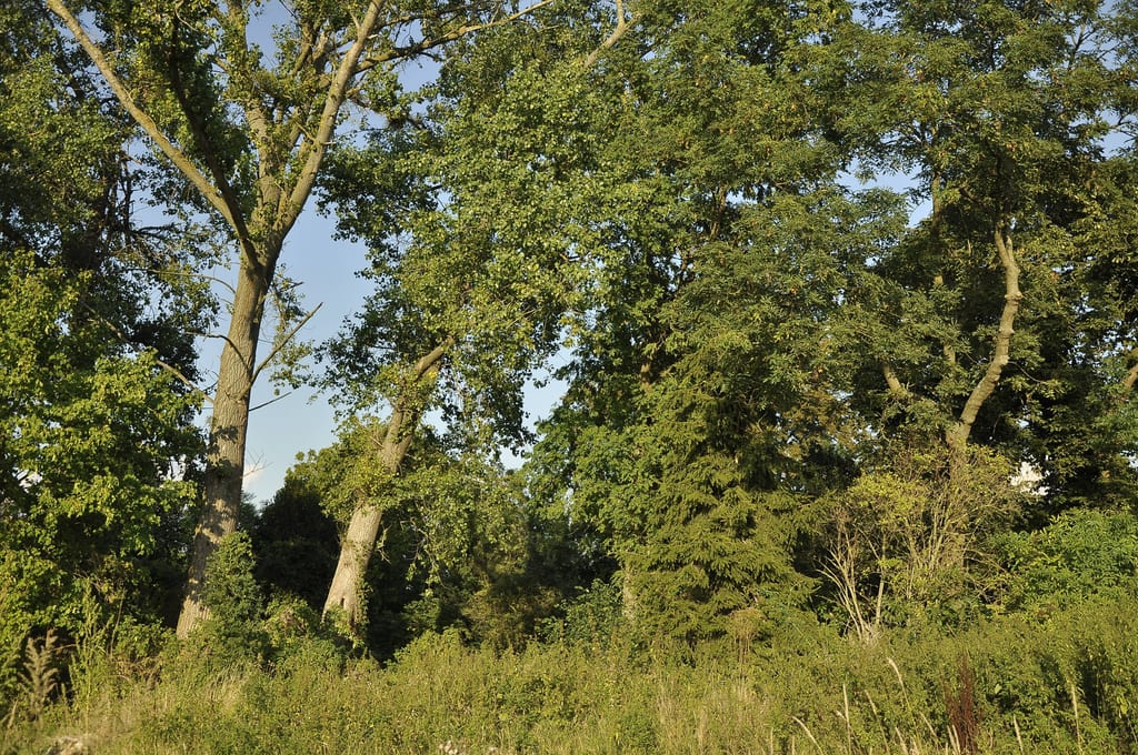 Zespół pałacowo-parkowy
