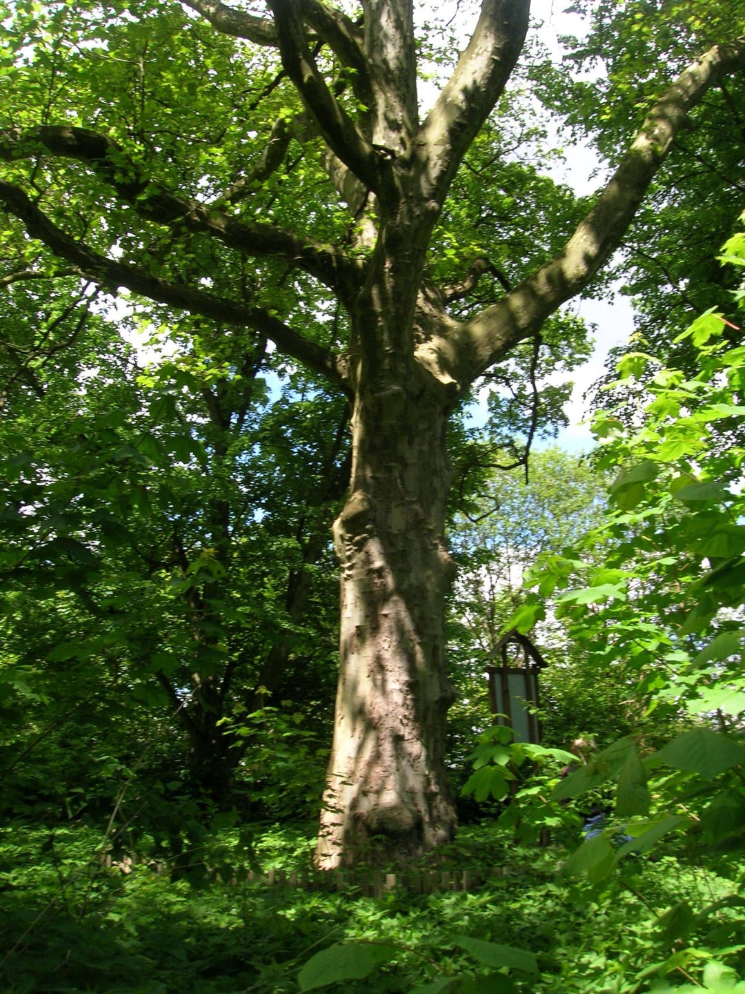 Platan klonolistny