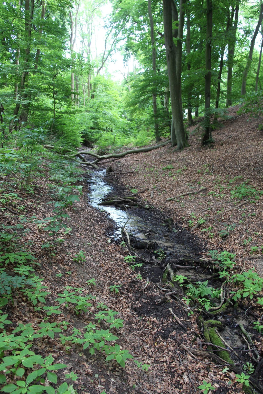 Źródlisko Studnia na Zamku