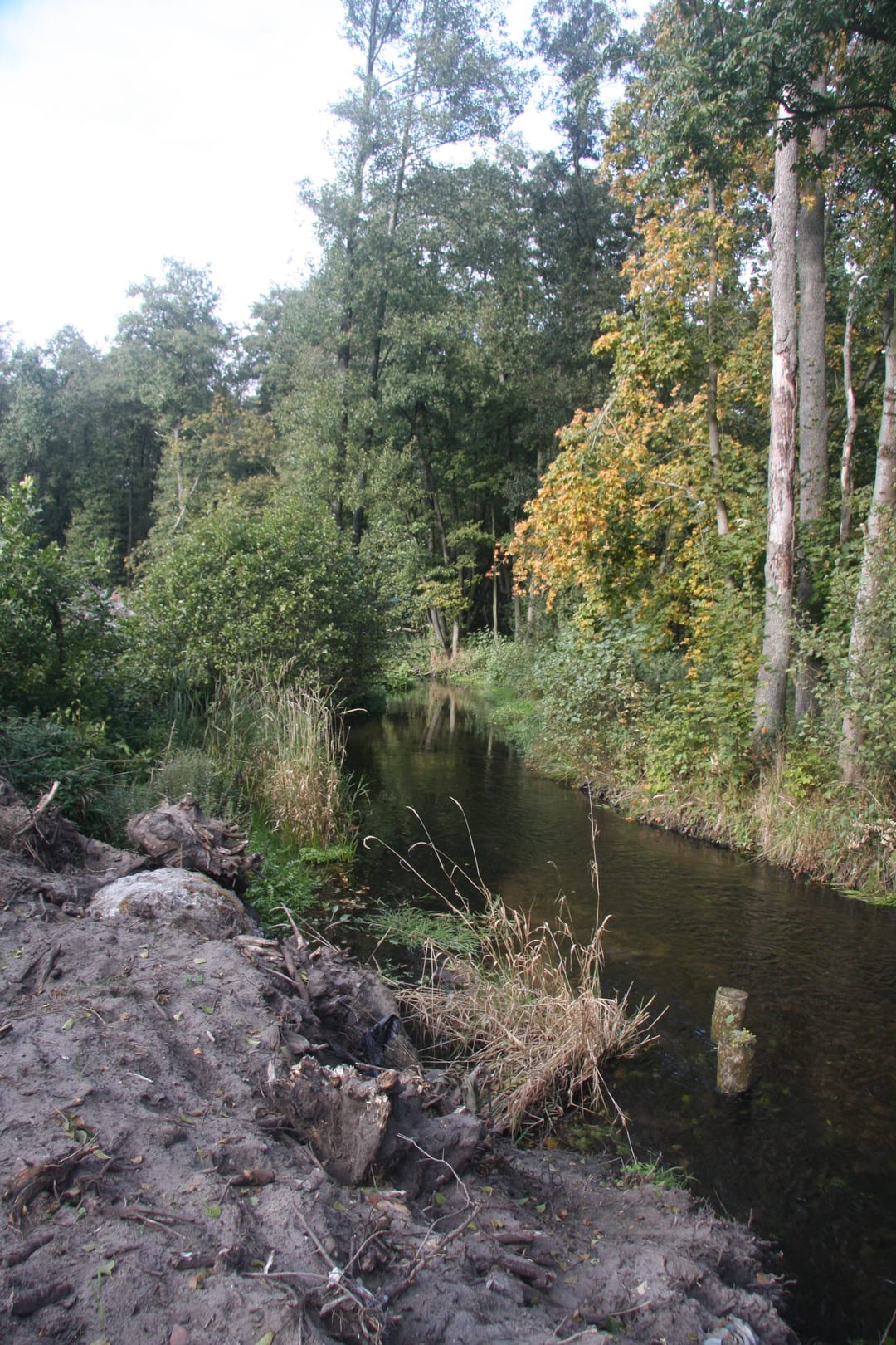 Liśnica