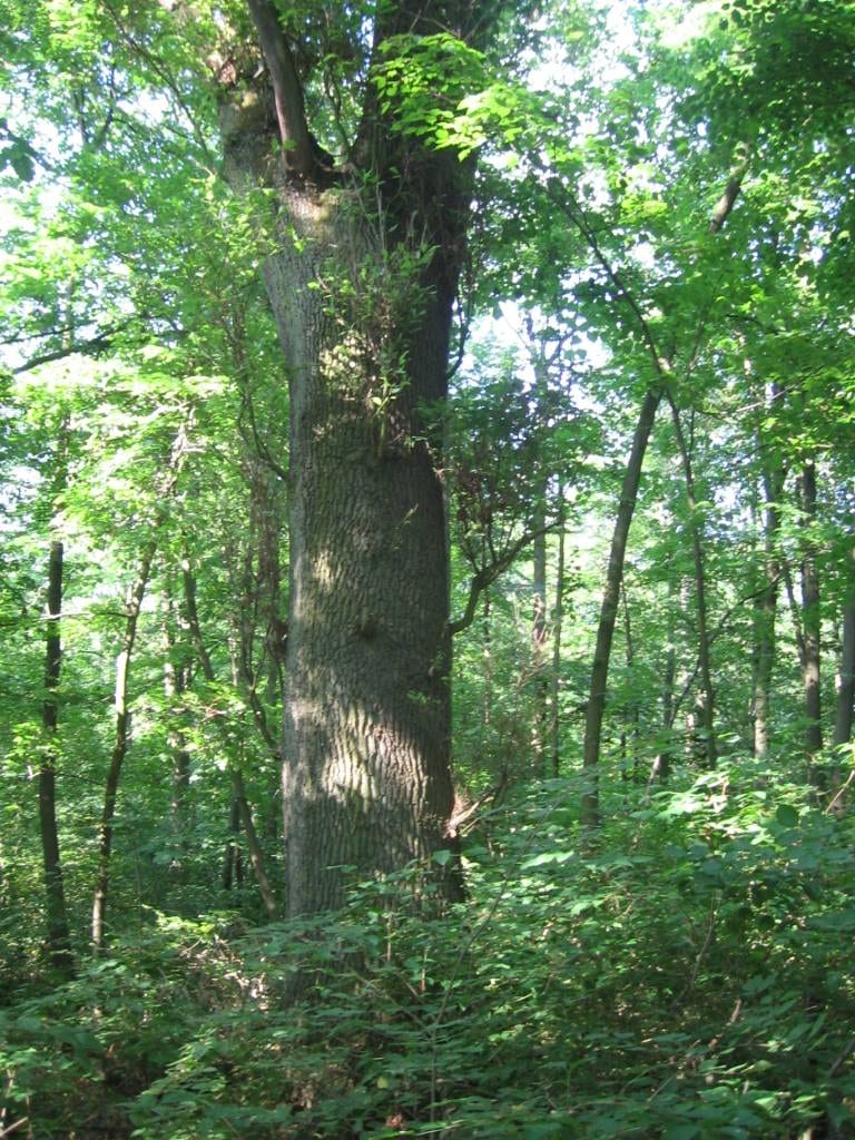 Dąb szypułkowy