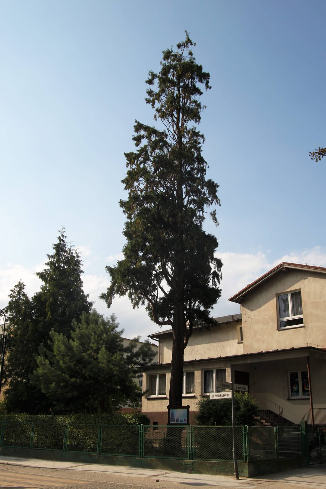 Cedrzyniec kalifornijski