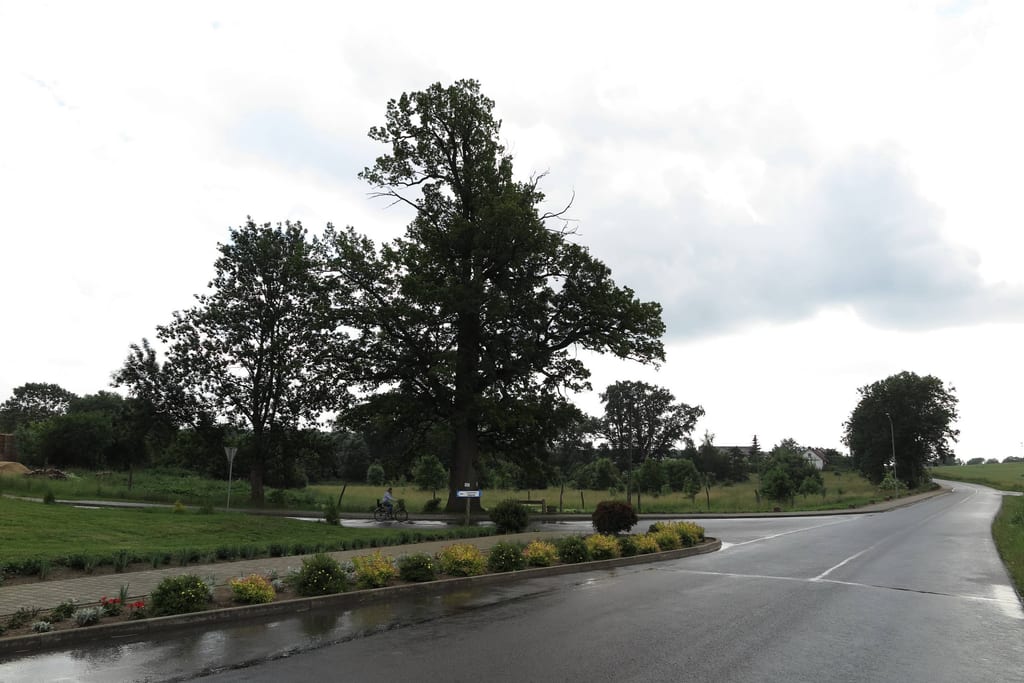 Dąb szypułkowy