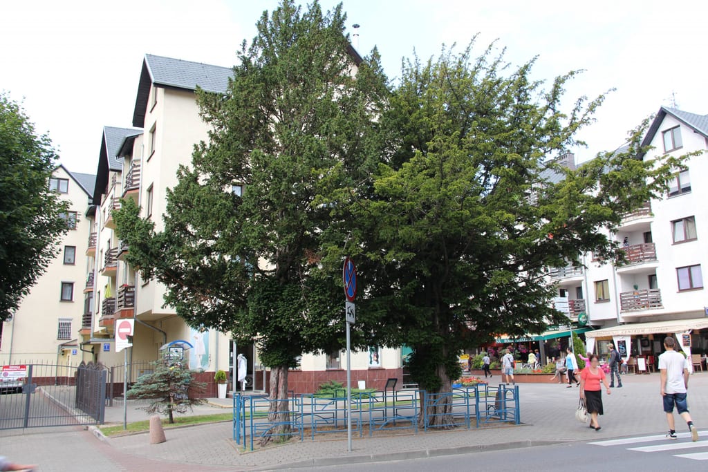 Cisy pospolite Strażnicy