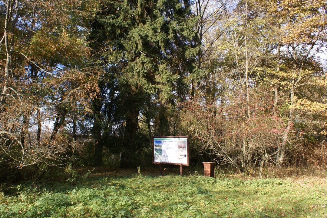 Park pałacowy