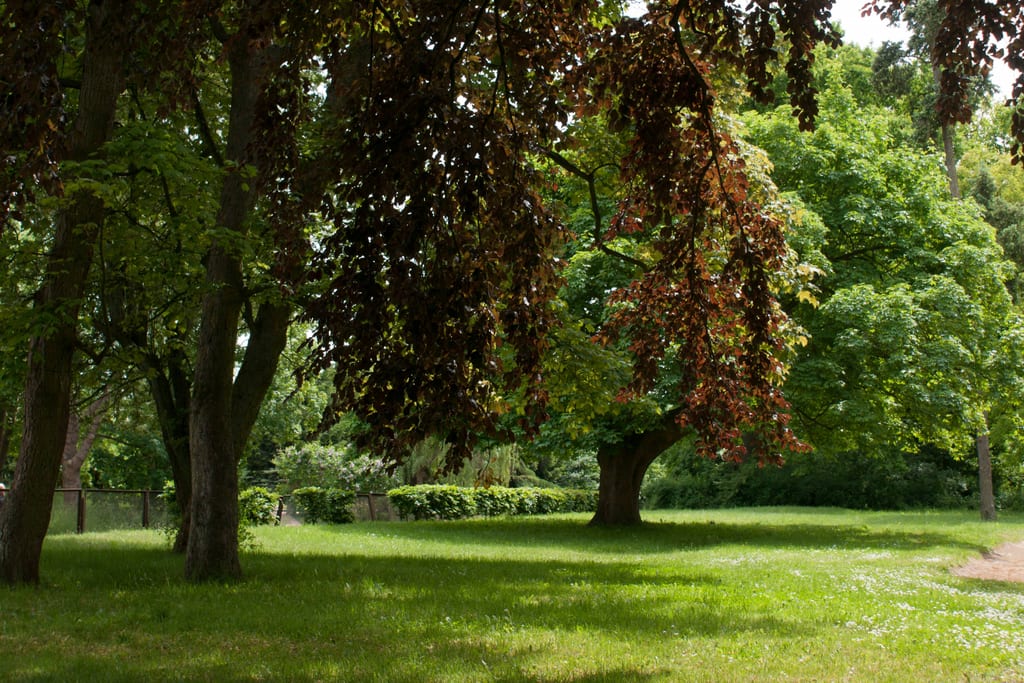 Park pałacowy