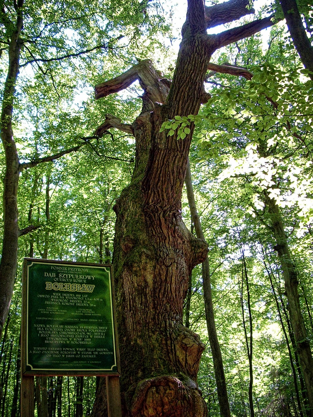 Dąb szypułkowy Bolesław