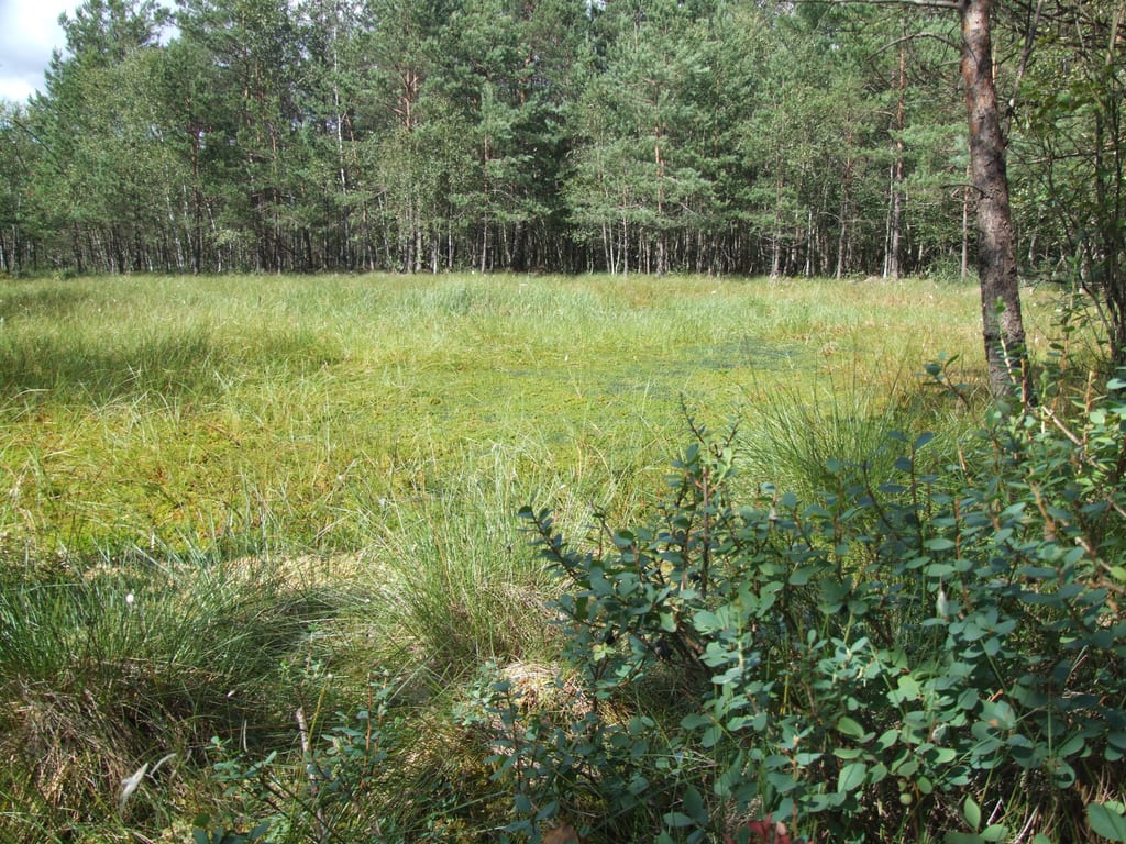 Rezerwat Zielone Bagna