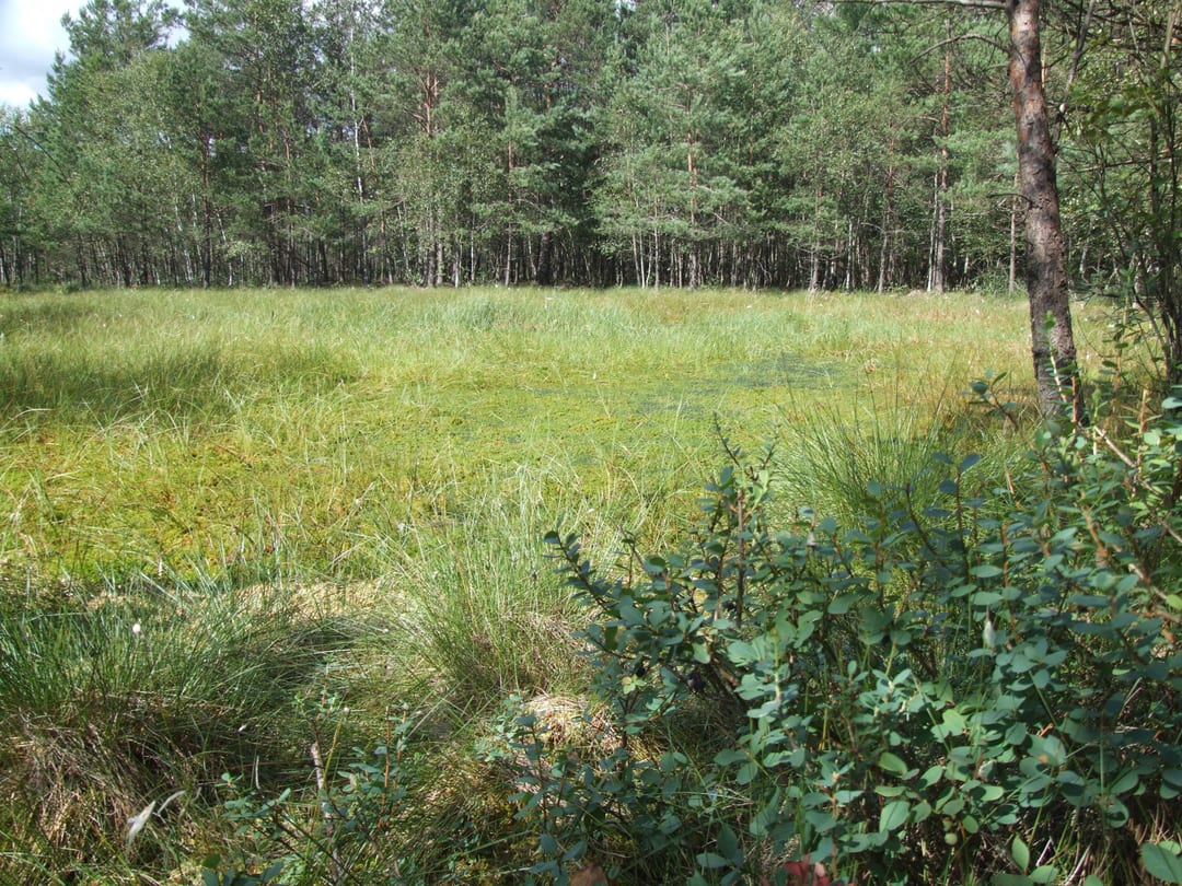 Rezerwat Zielone Bagna