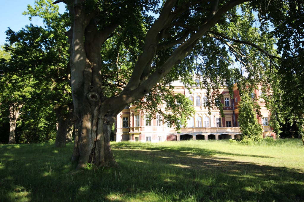 Park pałacowy