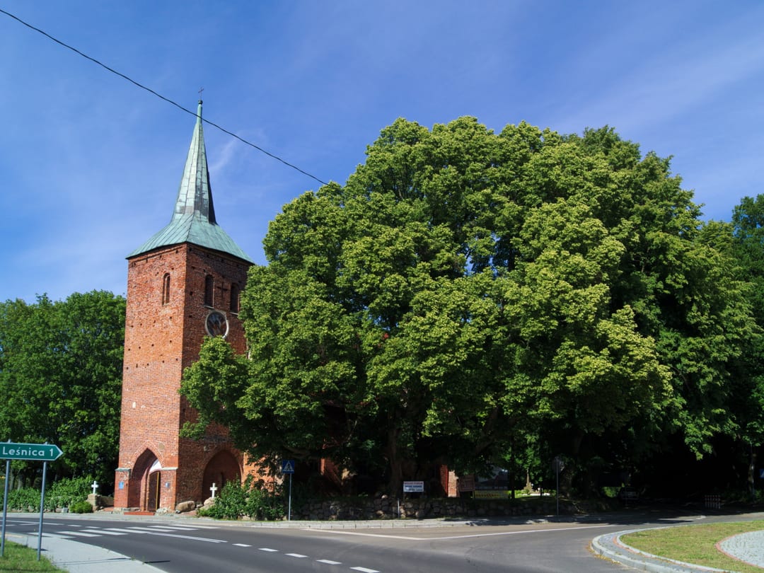 Lipa drobnolistna