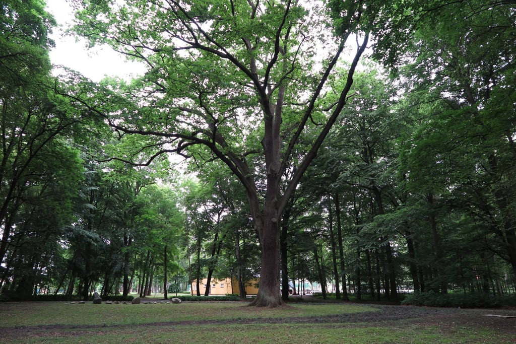 Dąb szypułkowy