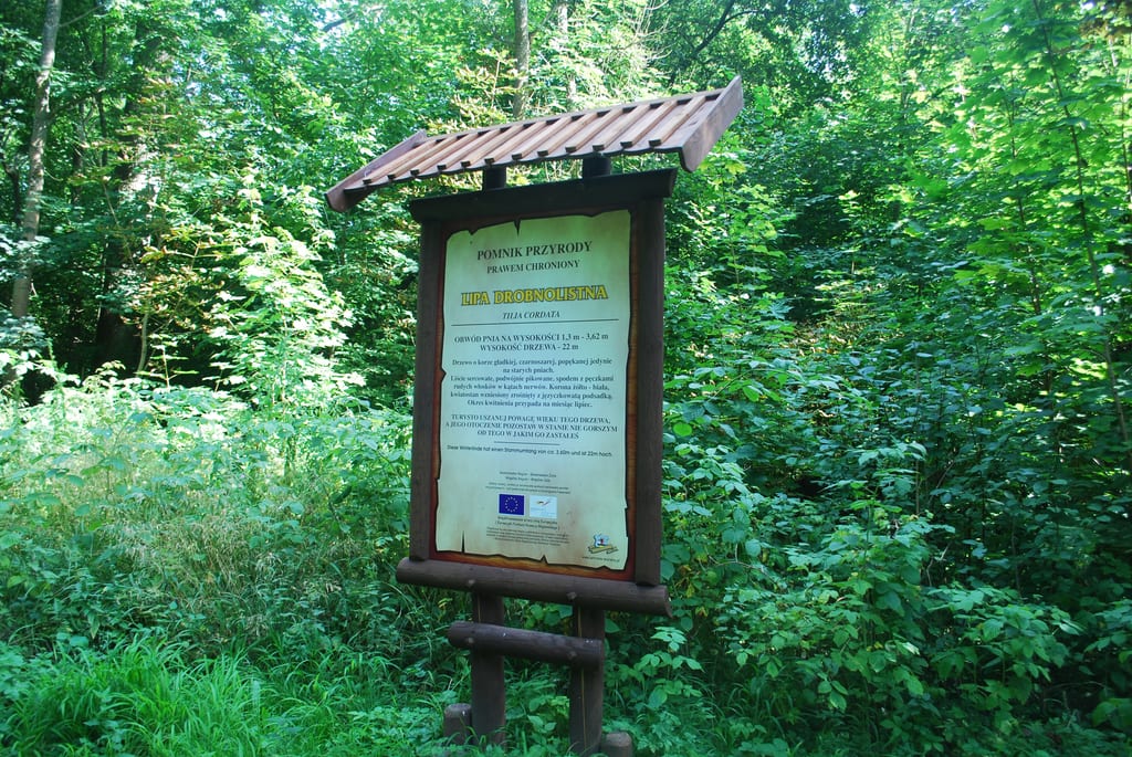Lipa drobnolistna