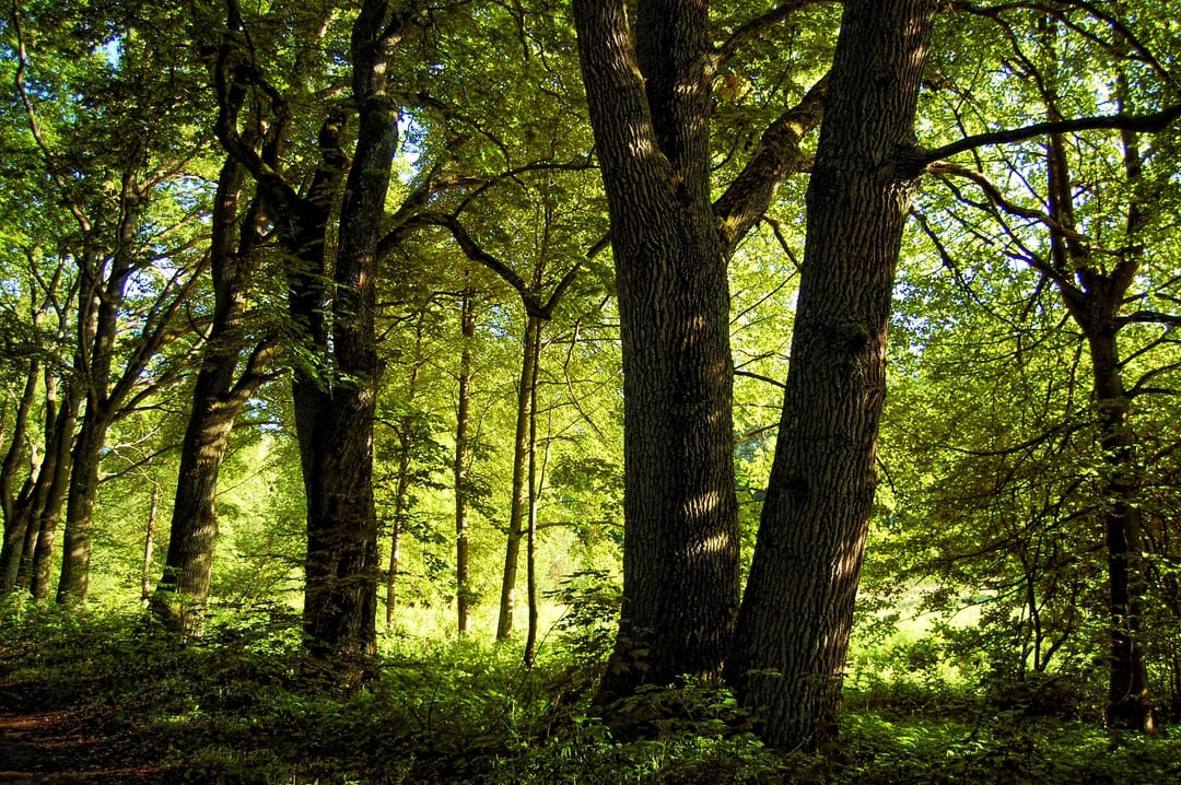 Park Żołędowo