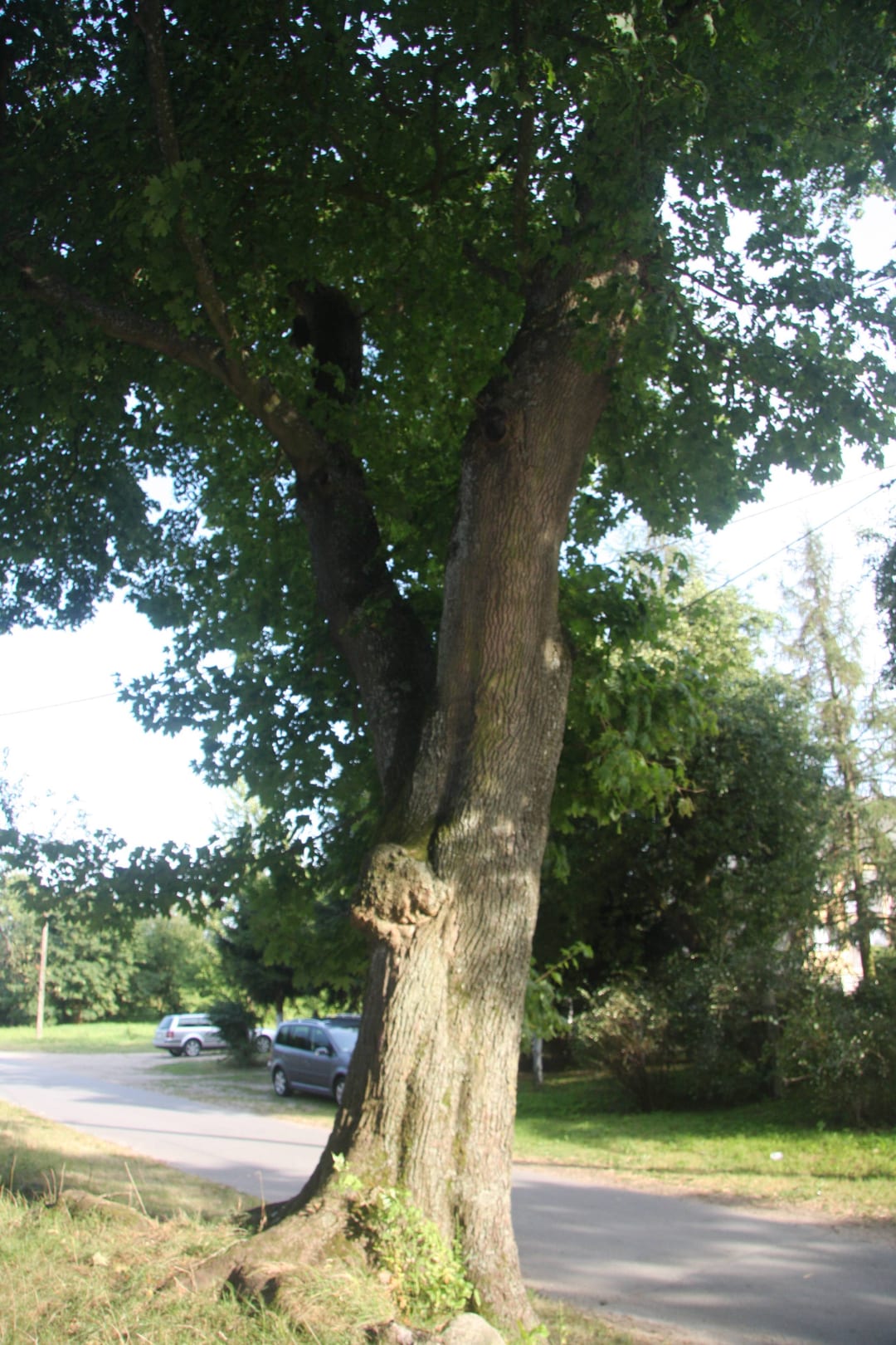 Park