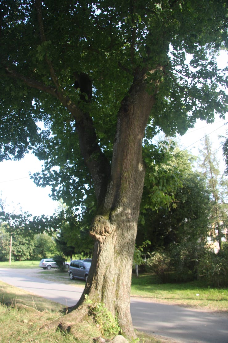 Park