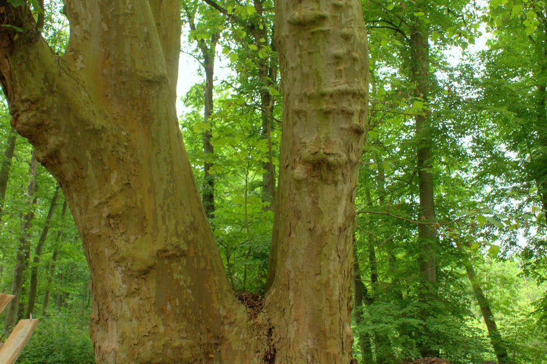 Platan klonolistny