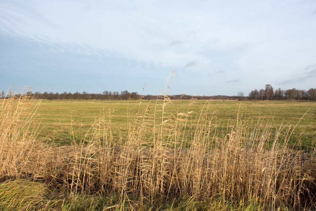 Łąki Skoszewskie